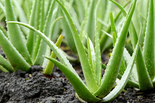 The Incredible Benefits of Aloe Vera: A Comprehensive Guide